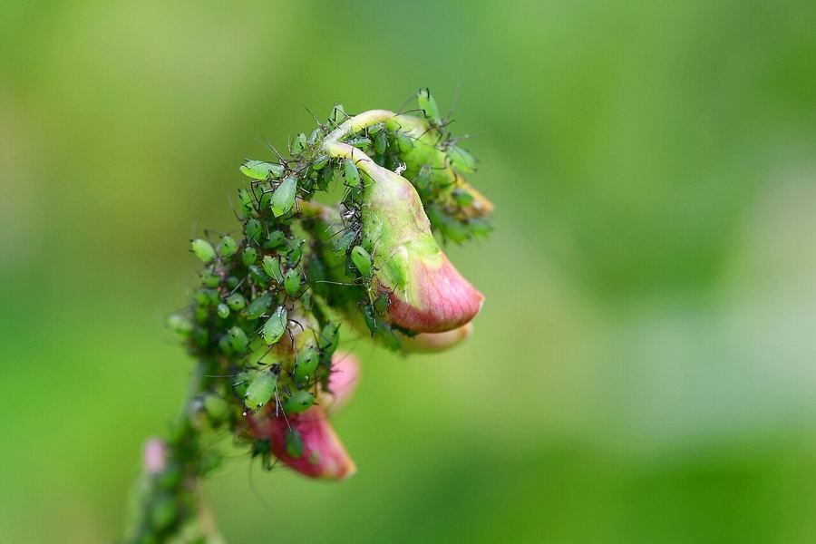 A crowd of green aphids on a flower stem