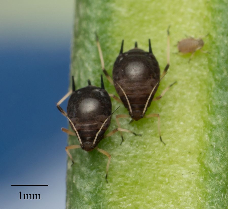 Two black aphids on a stem, close up