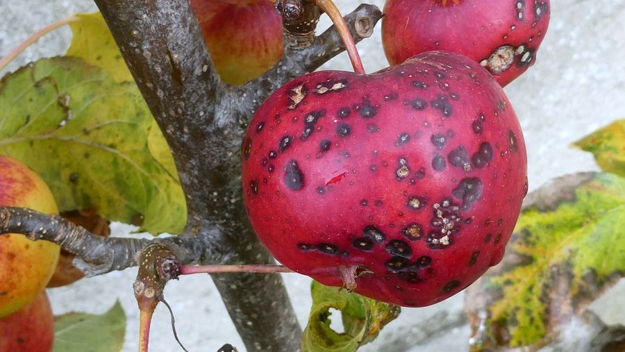 An apple with dark scab spots