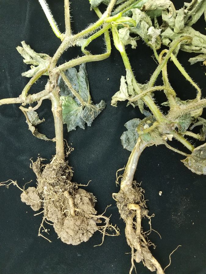Melon plants collapsed from bacterial wilt