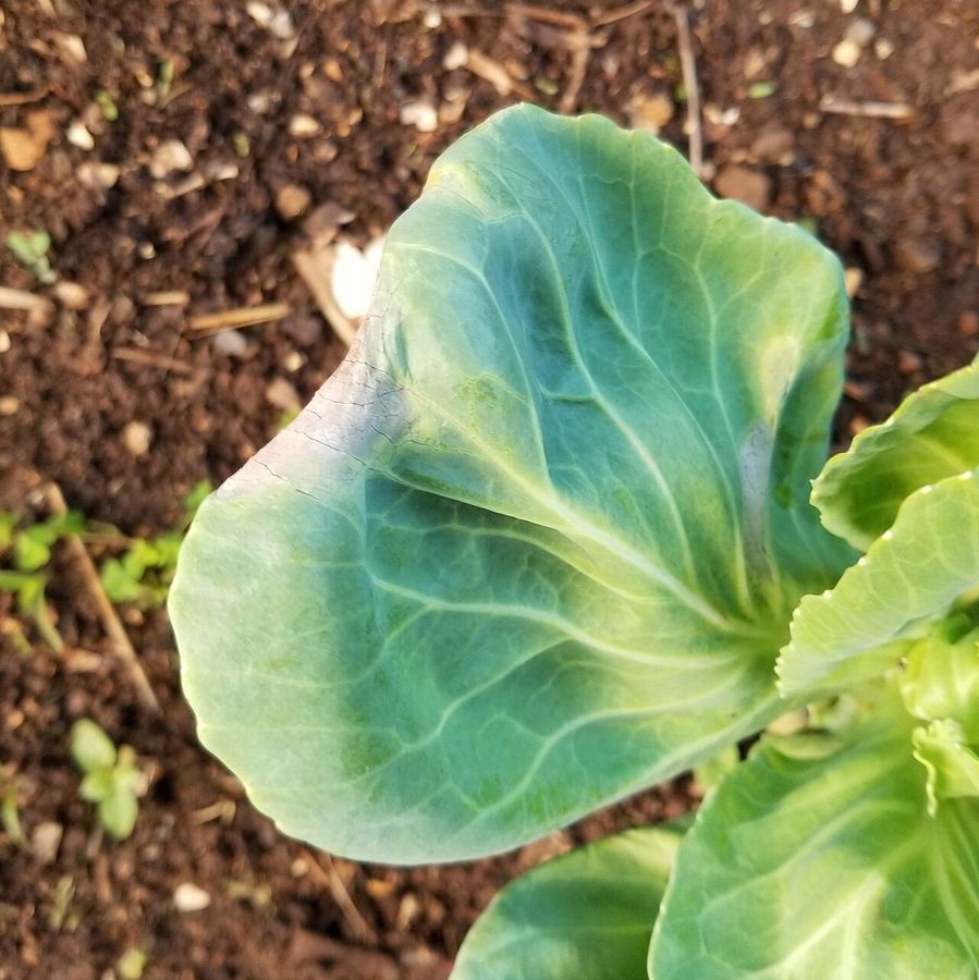 A cabbage leaf with a yellow patch of black rot at the edge