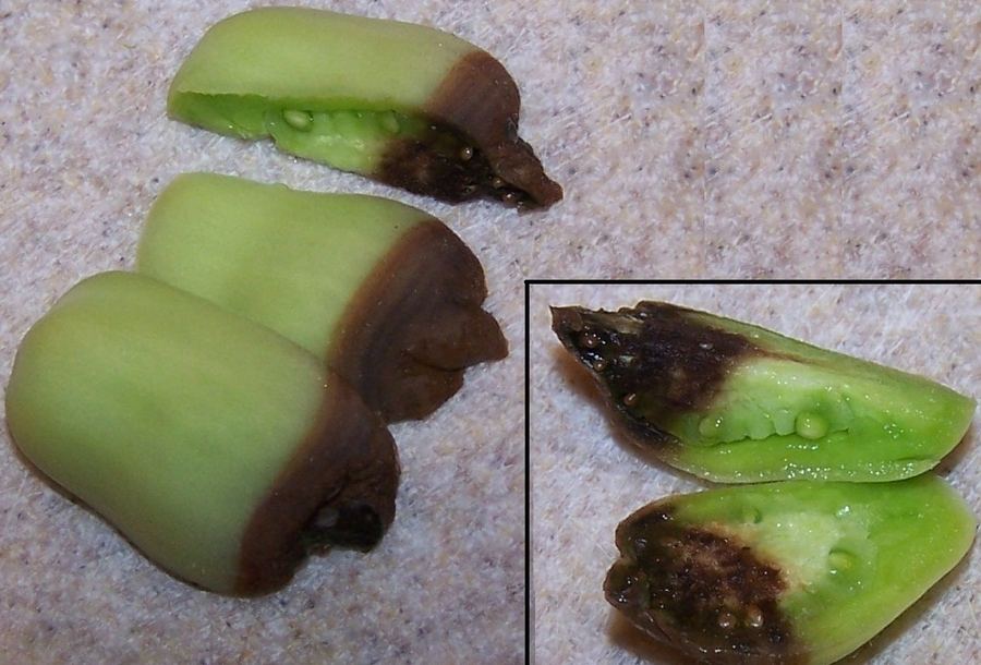 Peppers with black blossom end rot