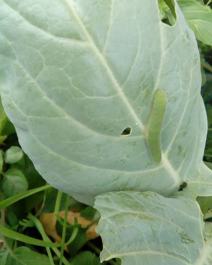 A green cabbage worm on a chewed leaf