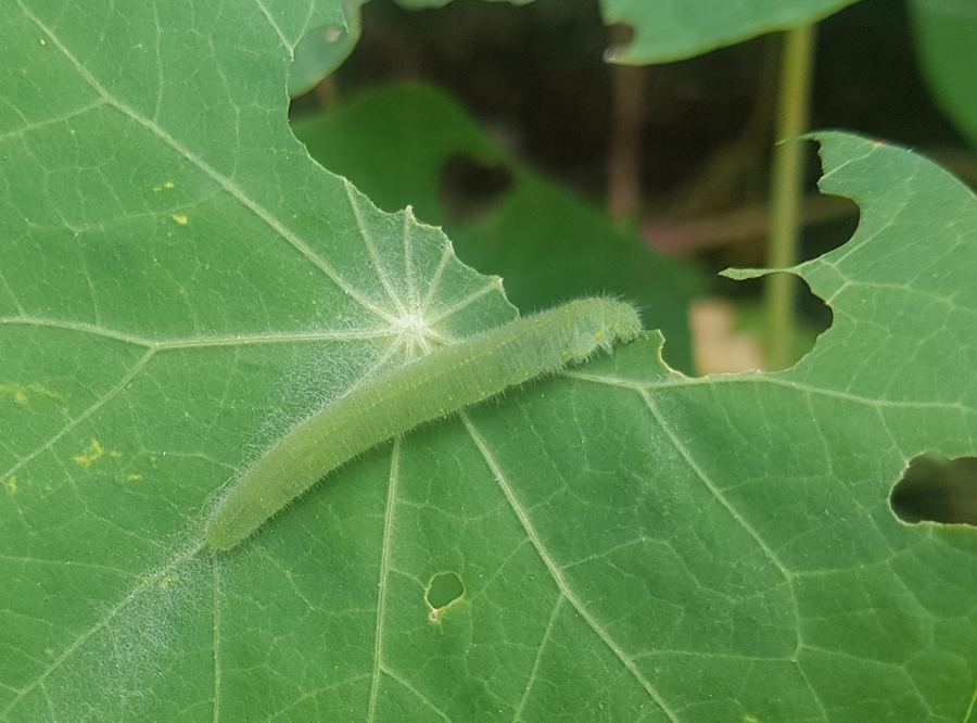 A velvety green cabbage worm on a leaf with ragged holes