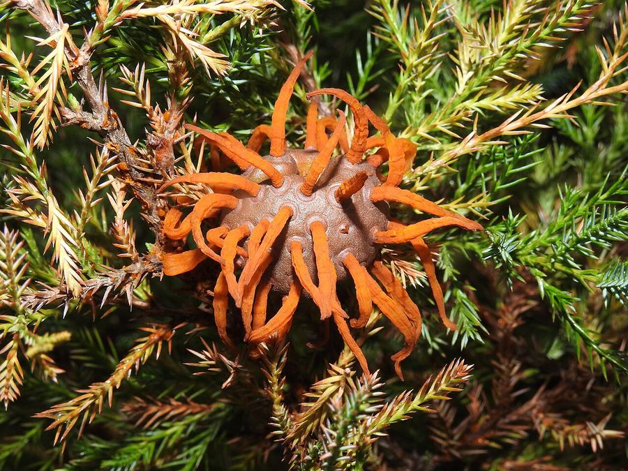 A cedar-apple rust gall with orange jelly-like horns on a juniper