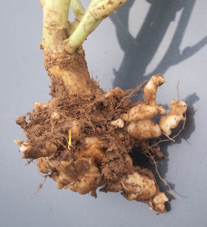 Clubroot: swollen, knobby roots on a cabbage-family plant