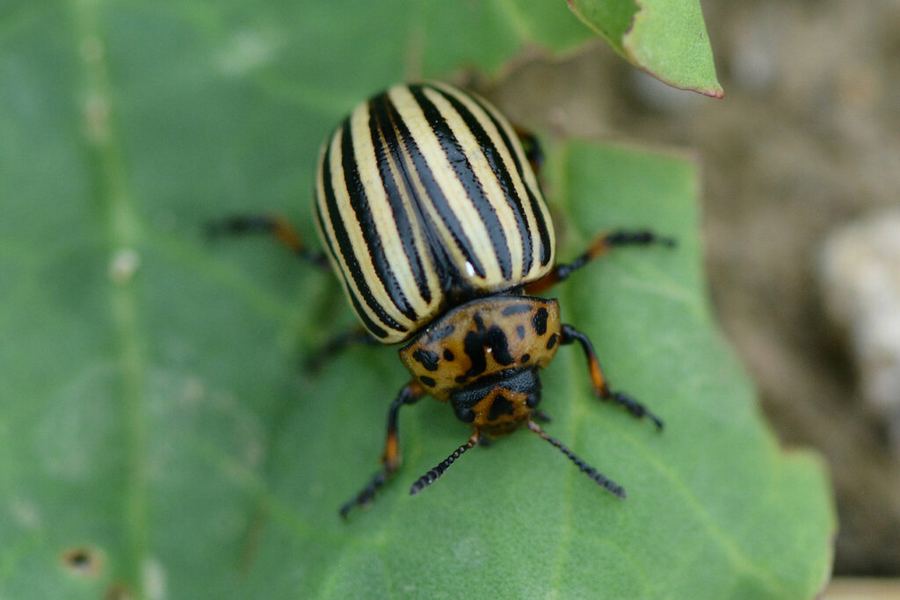 A Colorado potato beetle: yellow with black stripes