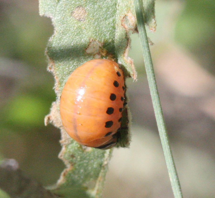 A Colorado potato beetle larva, humped and orange with black spots