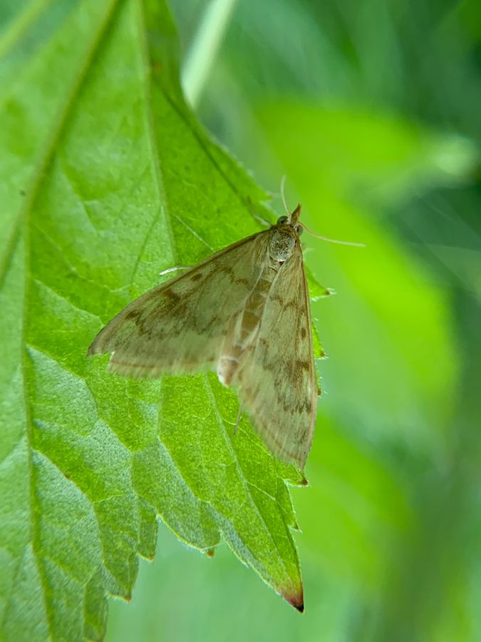 A European corn borer moth, tan with wavy lines