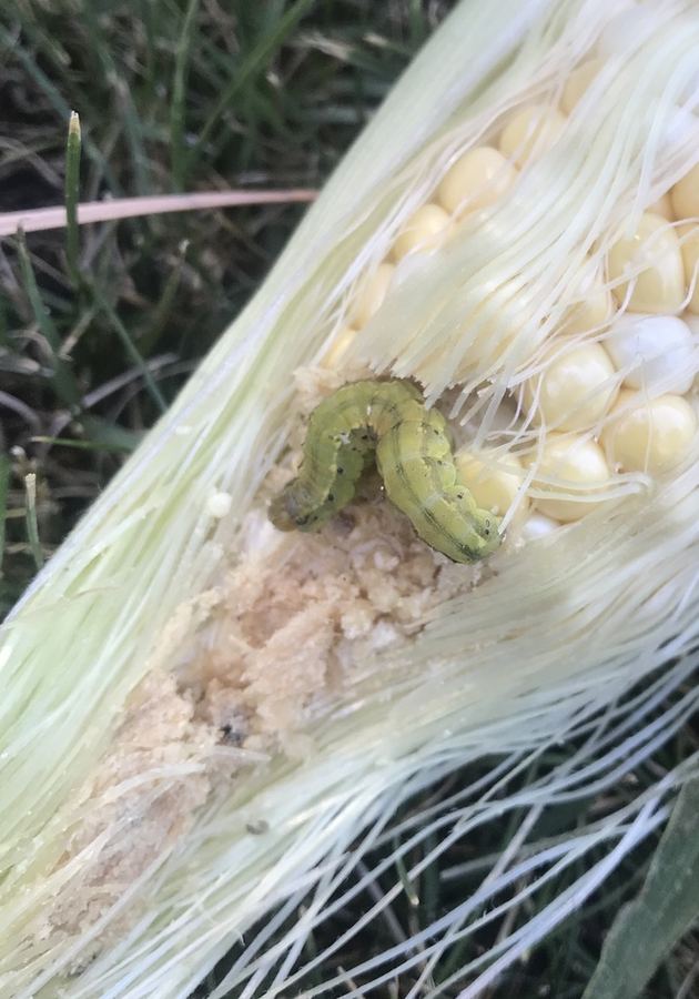 A corn earworm caterpillar eating kernels at the tip of an ear