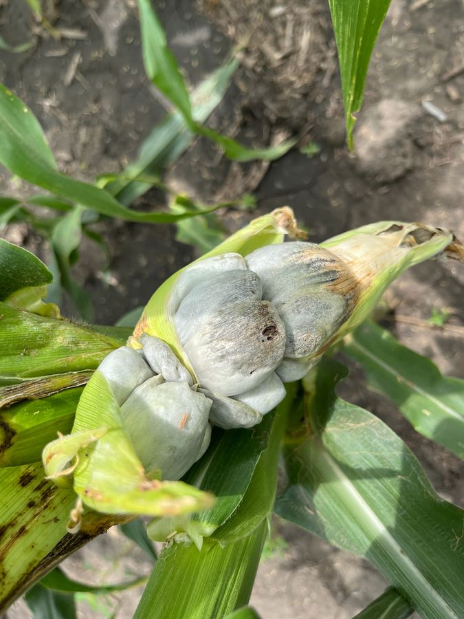 Silvery corn smut galls bursting from the husk