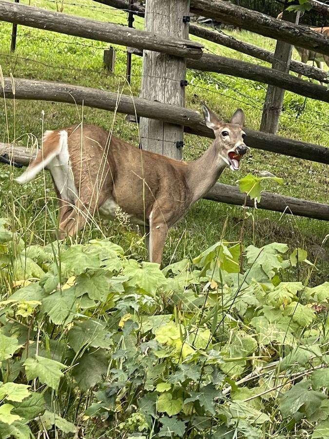 A white-tailed deer eating in a garden beside a fence