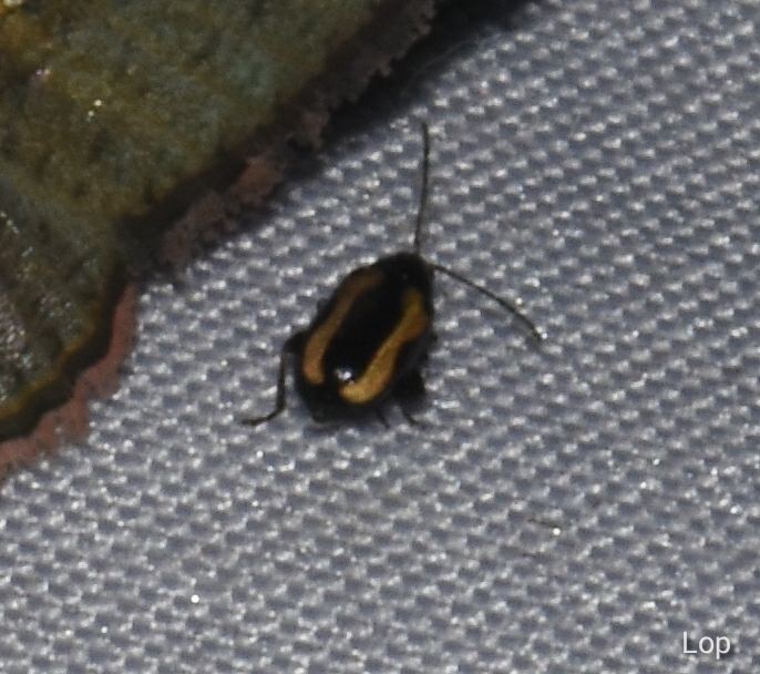 A tiny black flea beetle with yellow stripes