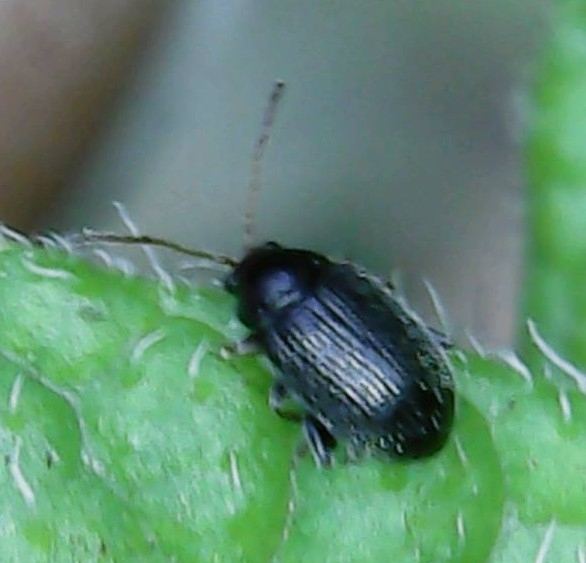 A shiny black flea beetle on a leaf