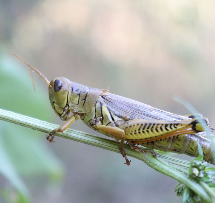 A differential grasshopper on a stem