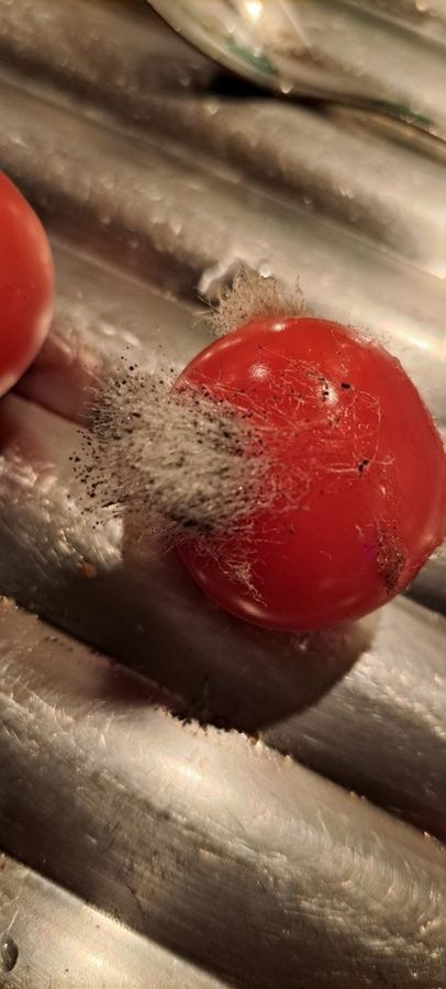 Fuzzy gray mold on a ripe red fruit