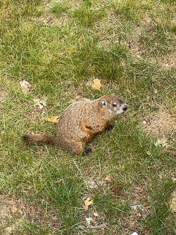 A groundhog sitting in the grass