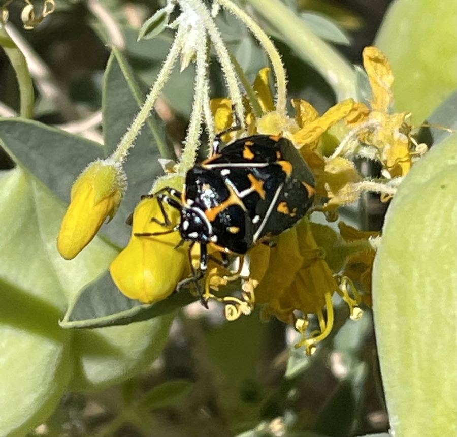 A harlequin bug: black with bright orange markings