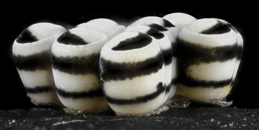Harlequin bug eggs: tiny black-and-white barrels