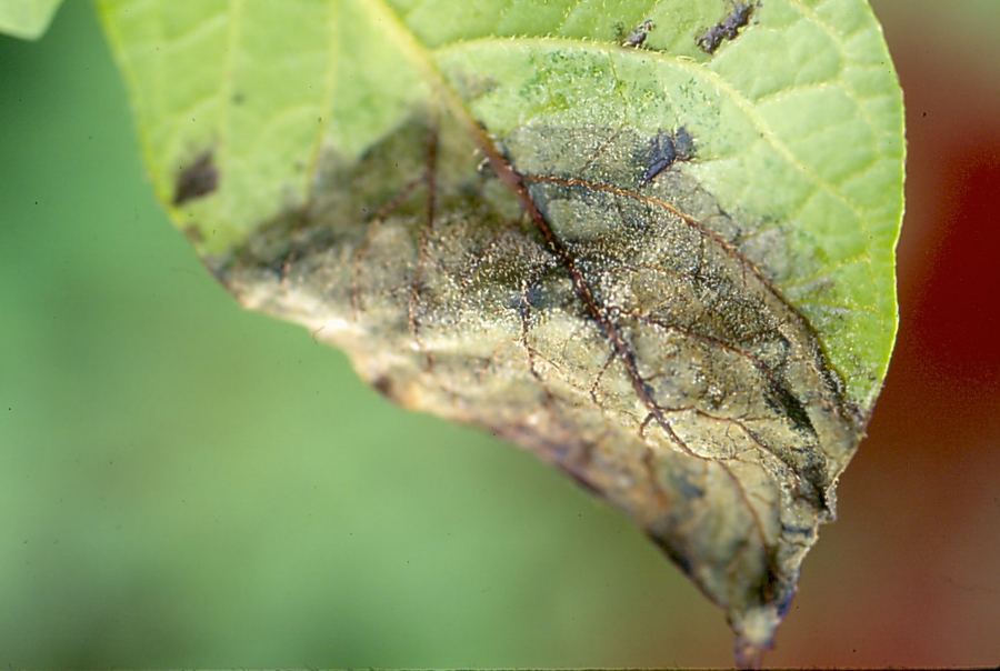 Late blight on a potato leaf: a large brown blotch