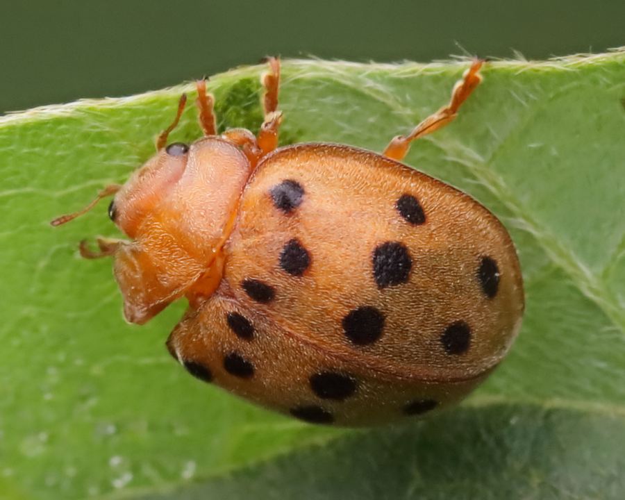 A Mexican bean beetle: copper-orange with black spots