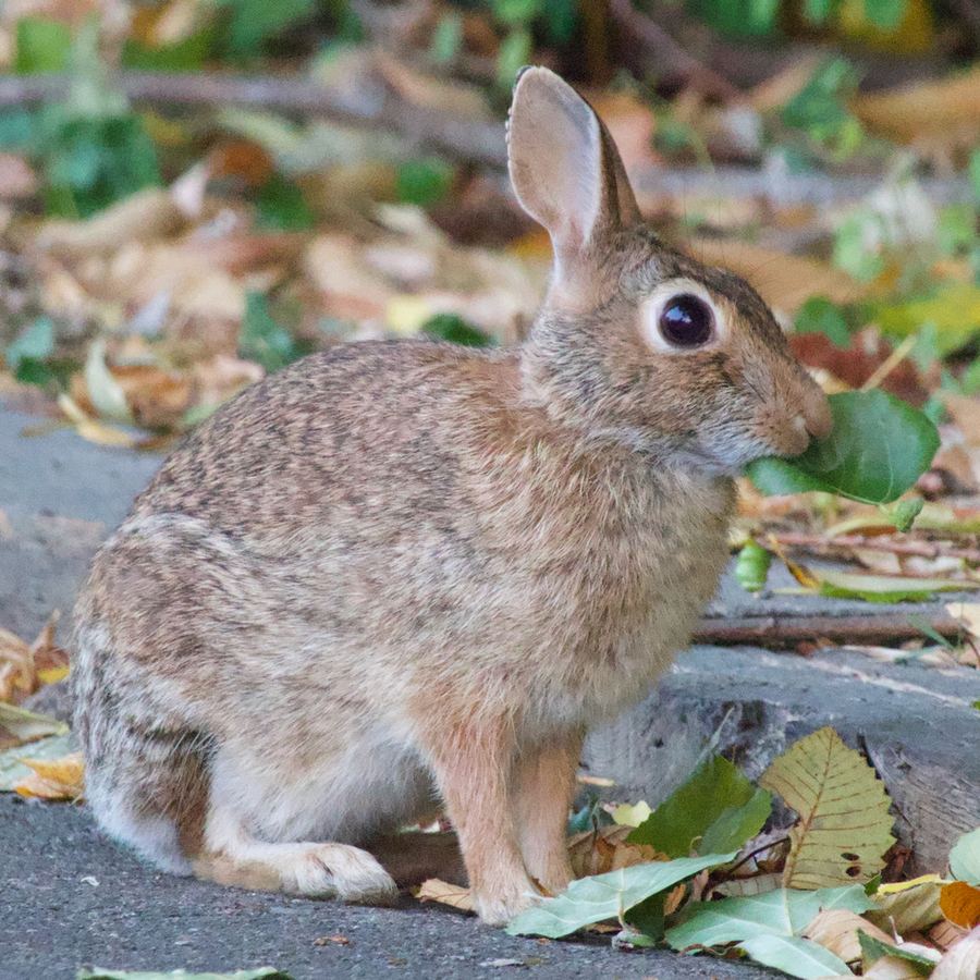 A cottontail rabbit eating a leaf