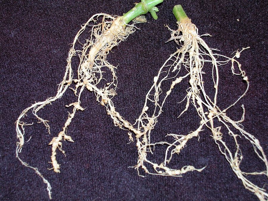 Cucumber roots with root-knot nematode galls