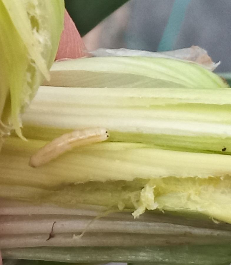 An onion maggot, small and white, inside an onion