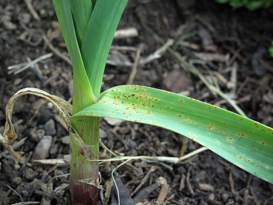 A garlic leaf speckled with orange rust