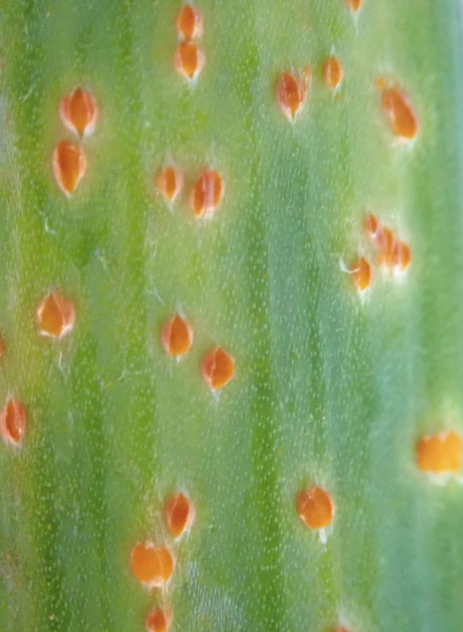 Orange rust bumps on an onion-family leaf, close up