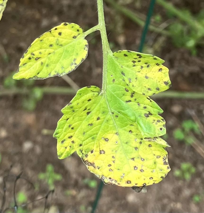 A tomato leaf covered in small dark-edged spots