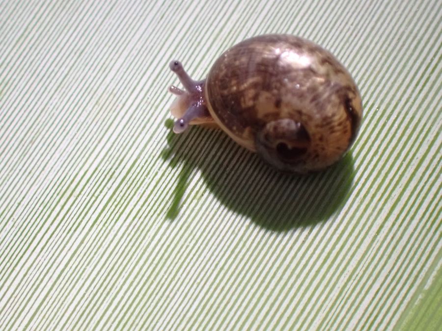 A brown garden snail on a leaf
