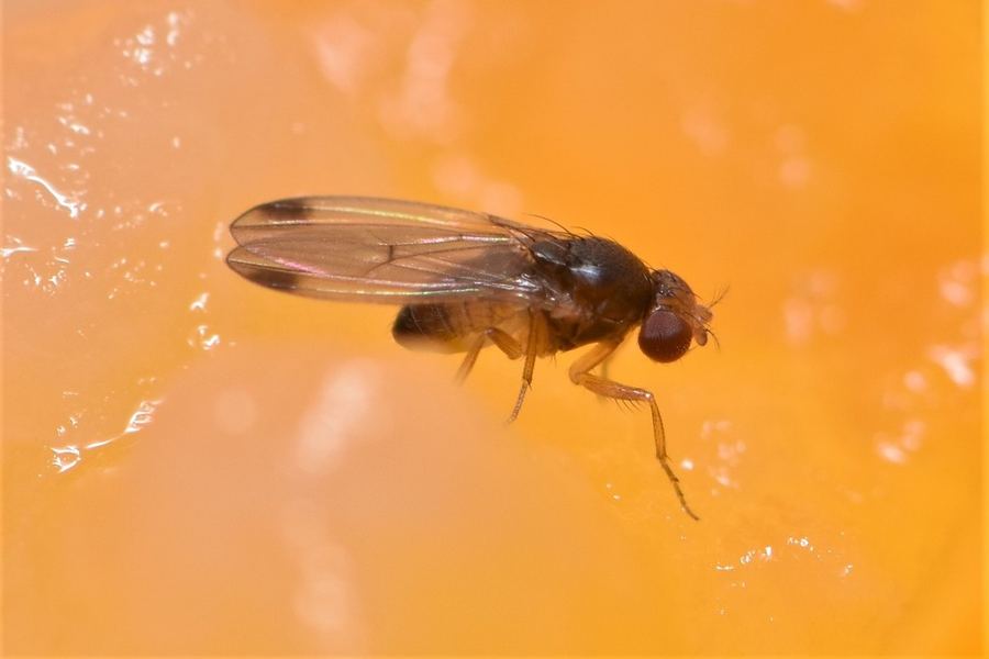 A spotted wing drosophila fly with a dark spot on each wing