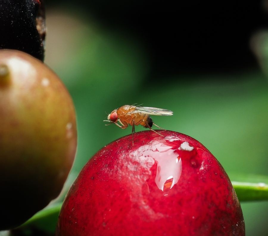 A spotted wing drosophila on a ripe cherry