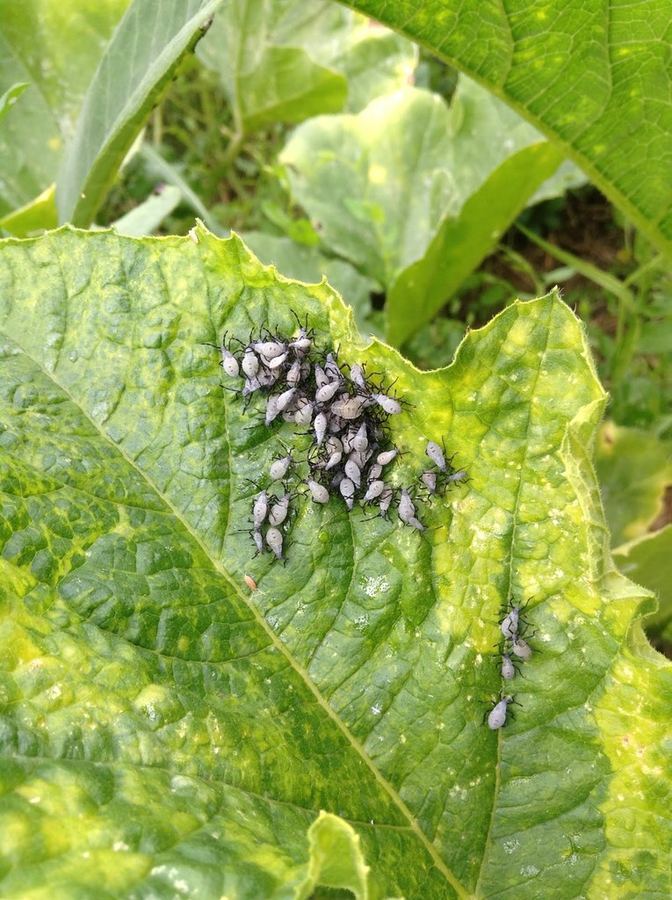 Gray squash bug nymphs crowded on a squash leaf