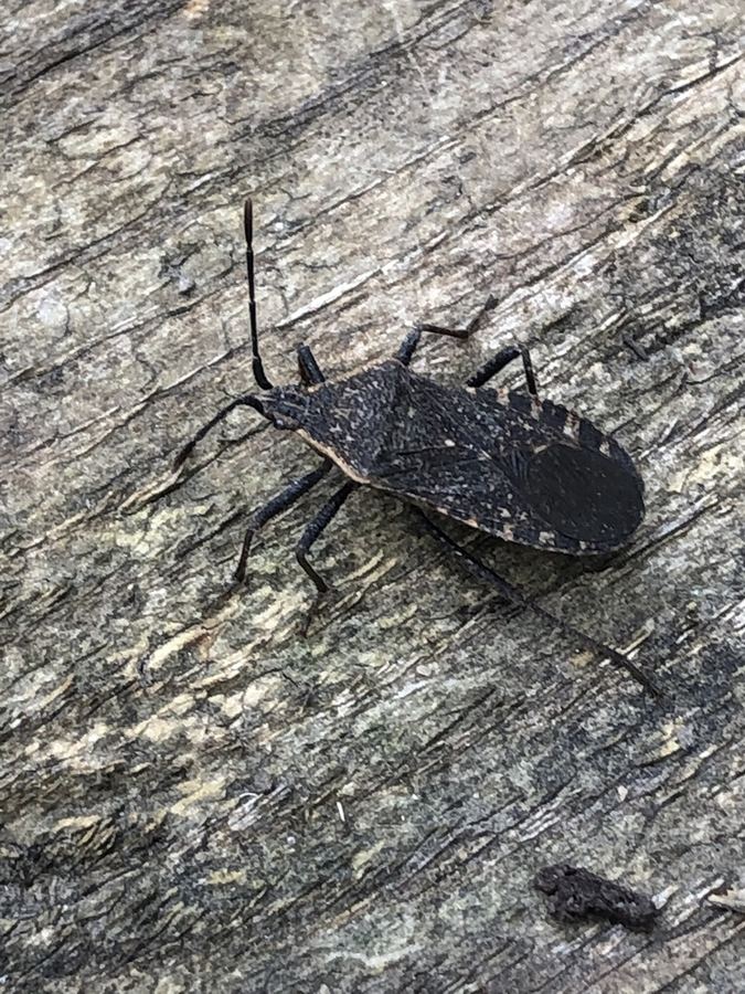 An adult squash bug, flat and dark gray-brown
