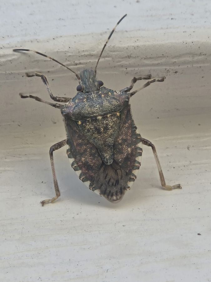 A brown marmorated stink bug, shield-shaped and mottled brown