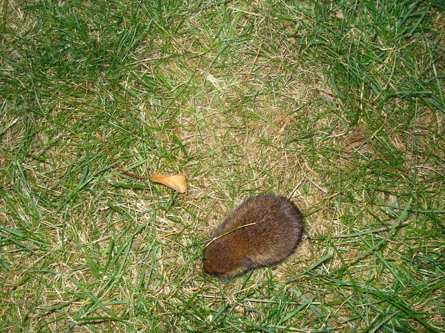 A meadow vole in the grass