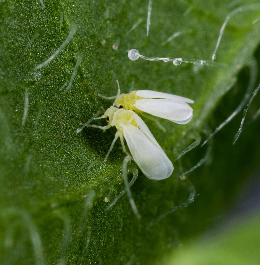 Whiteflies on the underside of a leaf, magnified