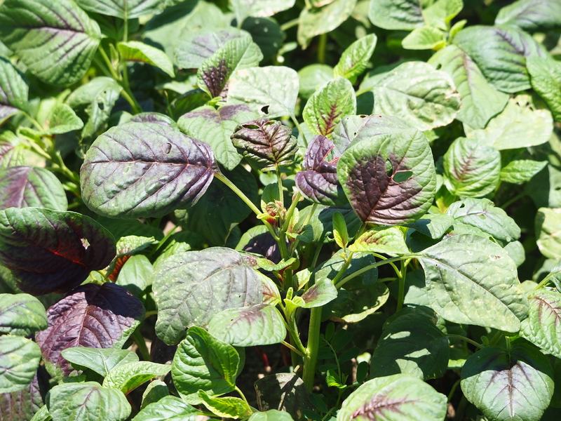Amaranth greens with purple-centered leaves