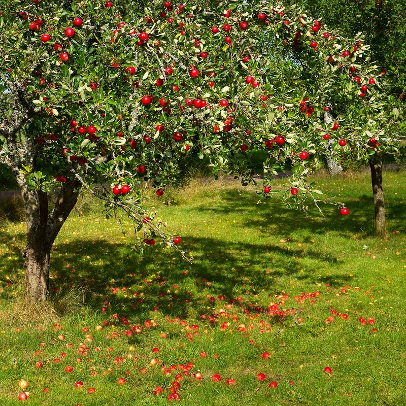 An apple tree loaded with red apples