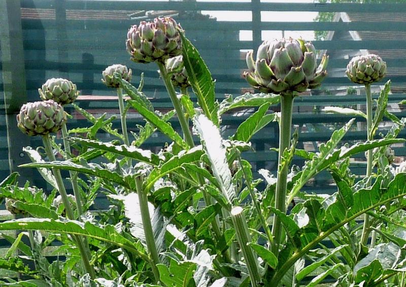 Globe artichokes growing on tall silvery plants