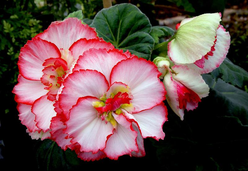 Begonia flowers, white edged with red