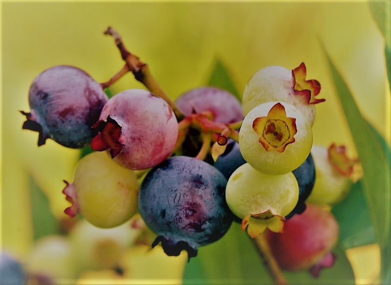 Blueberries ripening on the bush, from pale green to deep blue