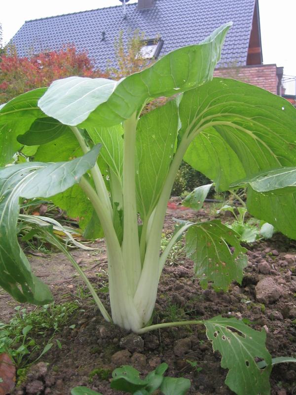 A bok choy plant with white stems growing in the garden