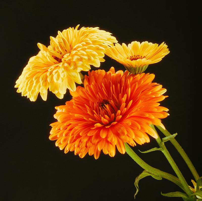 Orange and yellow calendula flowers