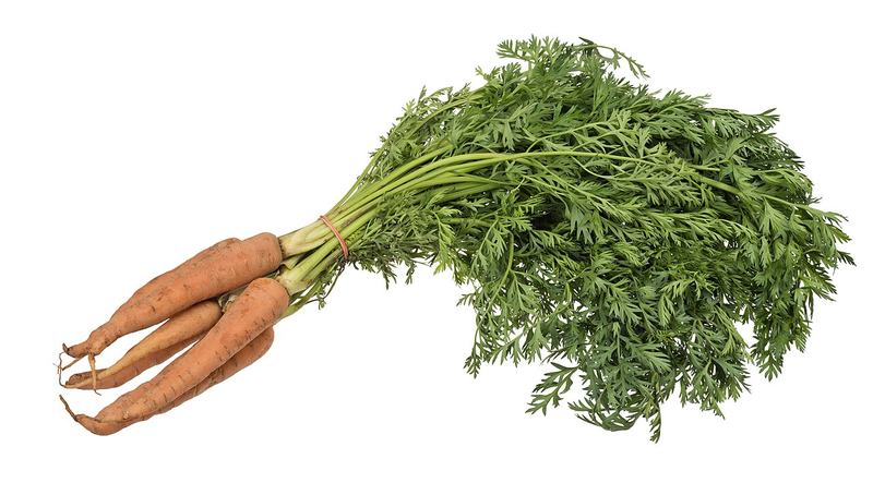 Fresh carrots with their green tops