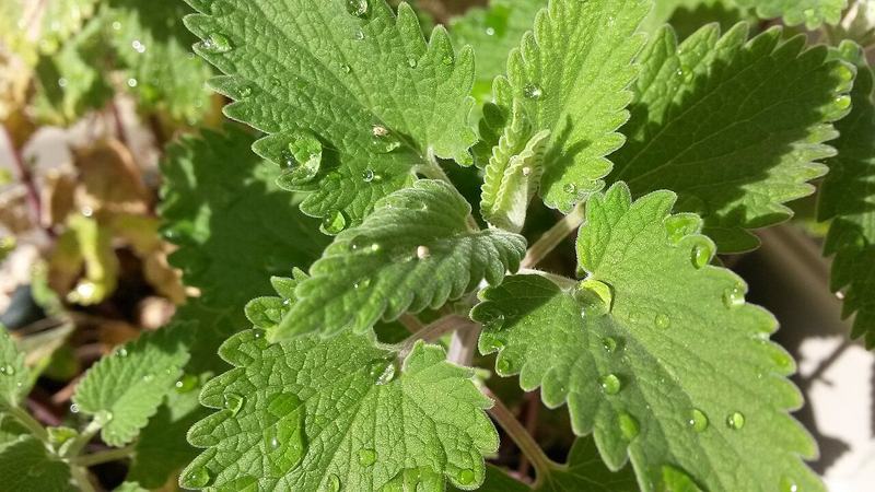 Soft, toothed catnip leaves