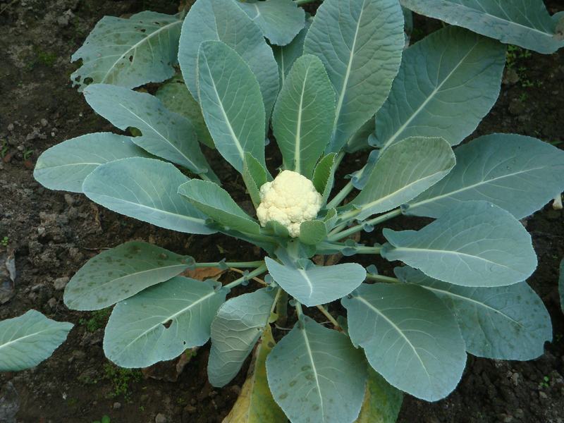 A cauliflower plant with a white head forming