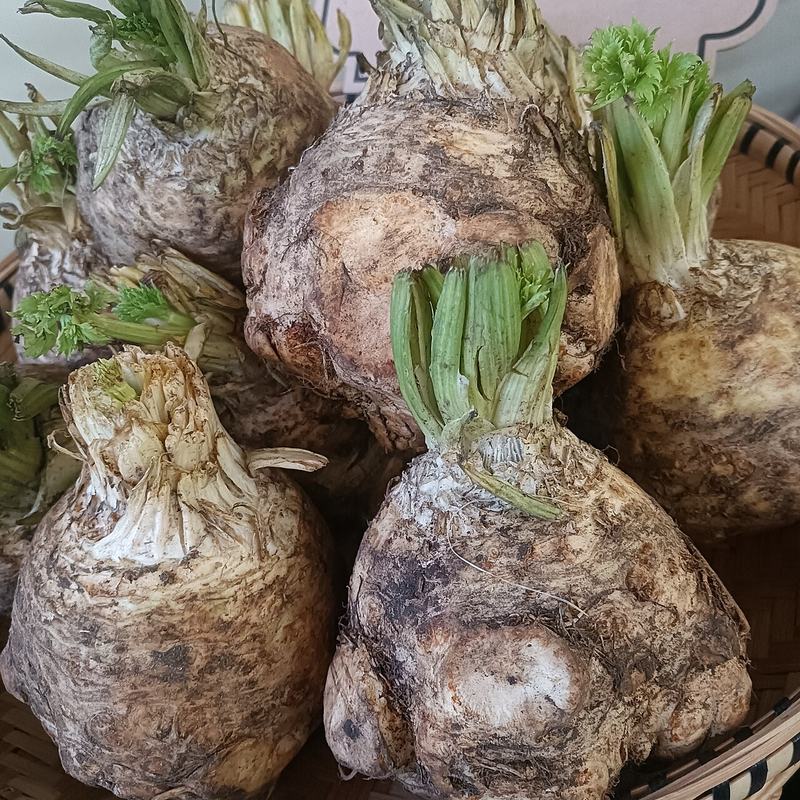 Knobby celeriac roots with leafy tops